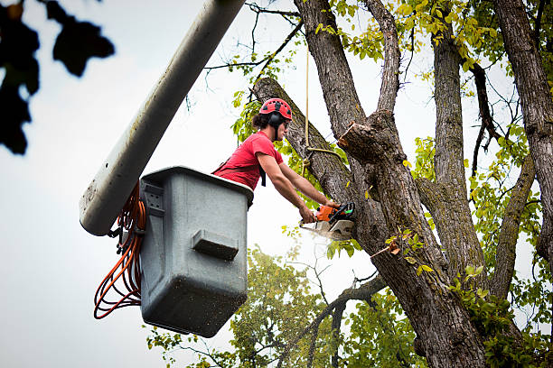 Best Tree and Shrub Care  in Carpentersvle, IL