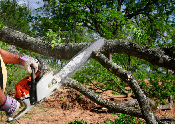 How Our Tree Care Process Works  in  Carpentersville, IL